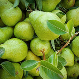 Himachal Green Pears